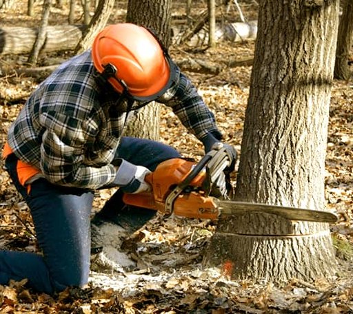 Tree Removal in Meadow Bridge, WV